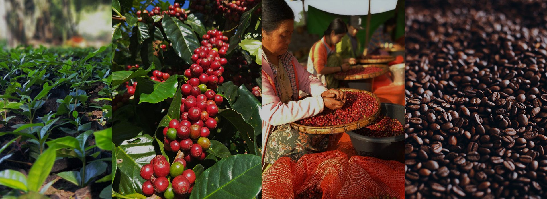 BCC BAN CHUAN  | Own Coffee Bean Processing Plant