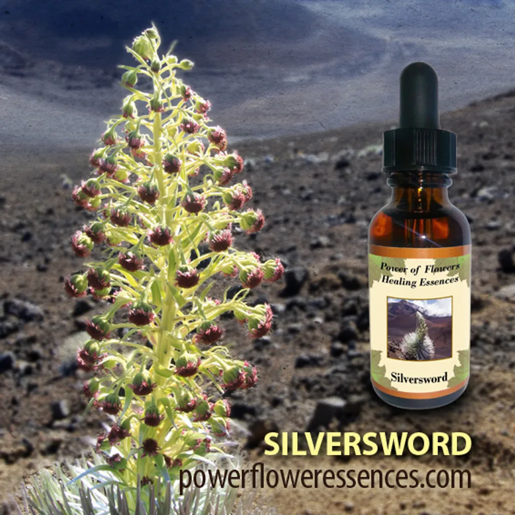 silversword_flower_essence.jpg