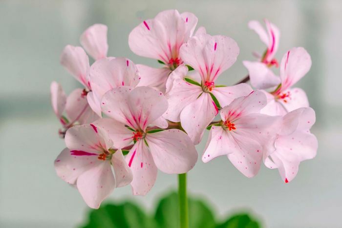 rose_geranium_essential_oil_1.jpg