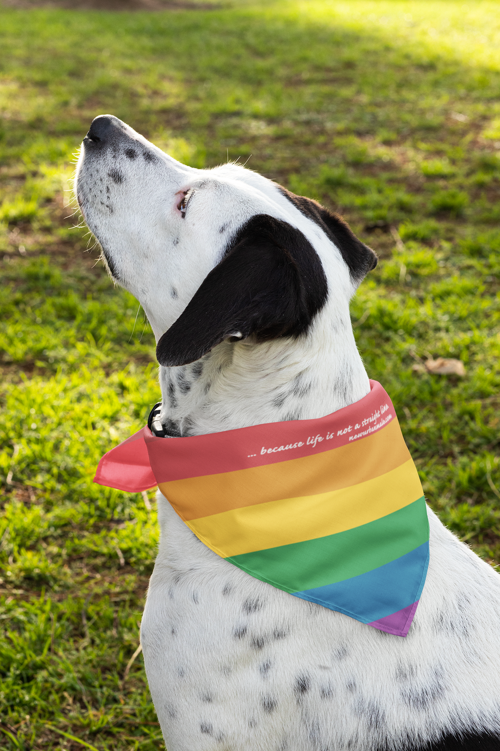 bandana-mockup-featuring-a-dog-outside-33286 (2).png