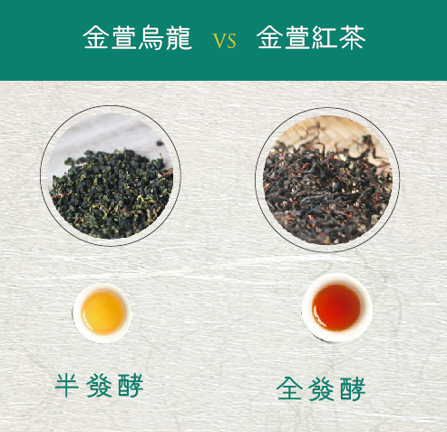 金萱烏龍茶 vs 金萱紅茶