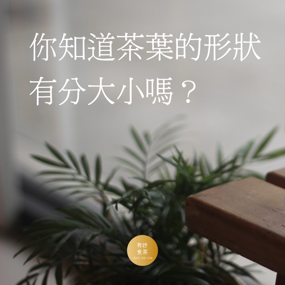 【茶知識】你知道茶葉的形狀有分大小嗎？