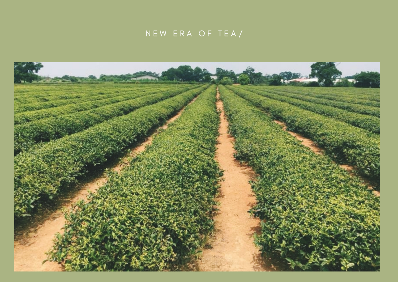 New era of Tea (2).png