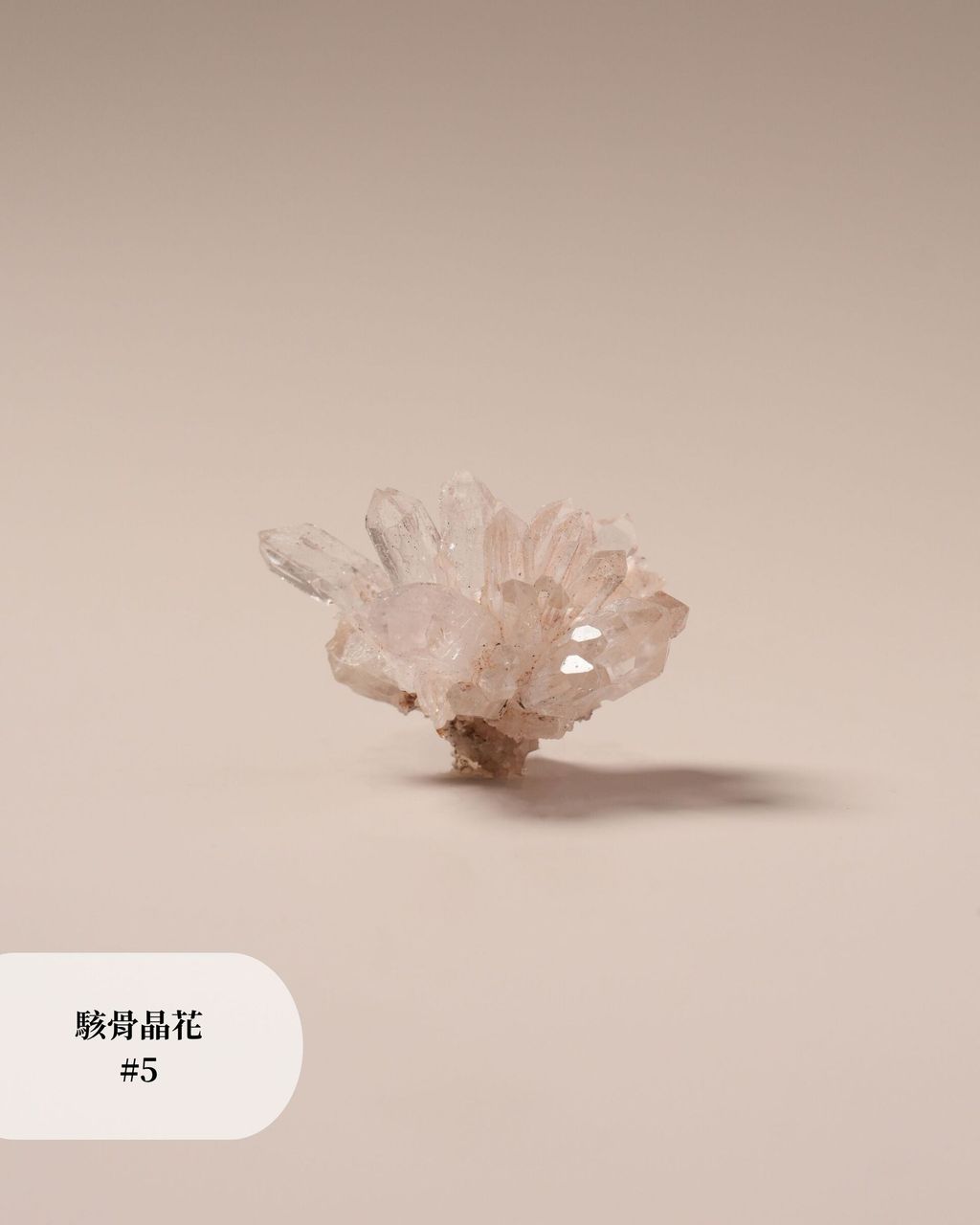 駭骨晶花 #5 (2)