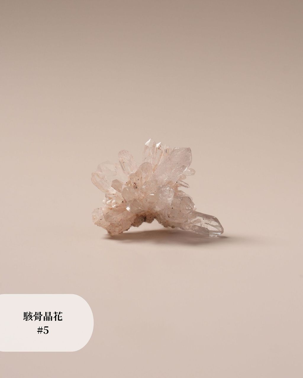 駭骨晶花 #5