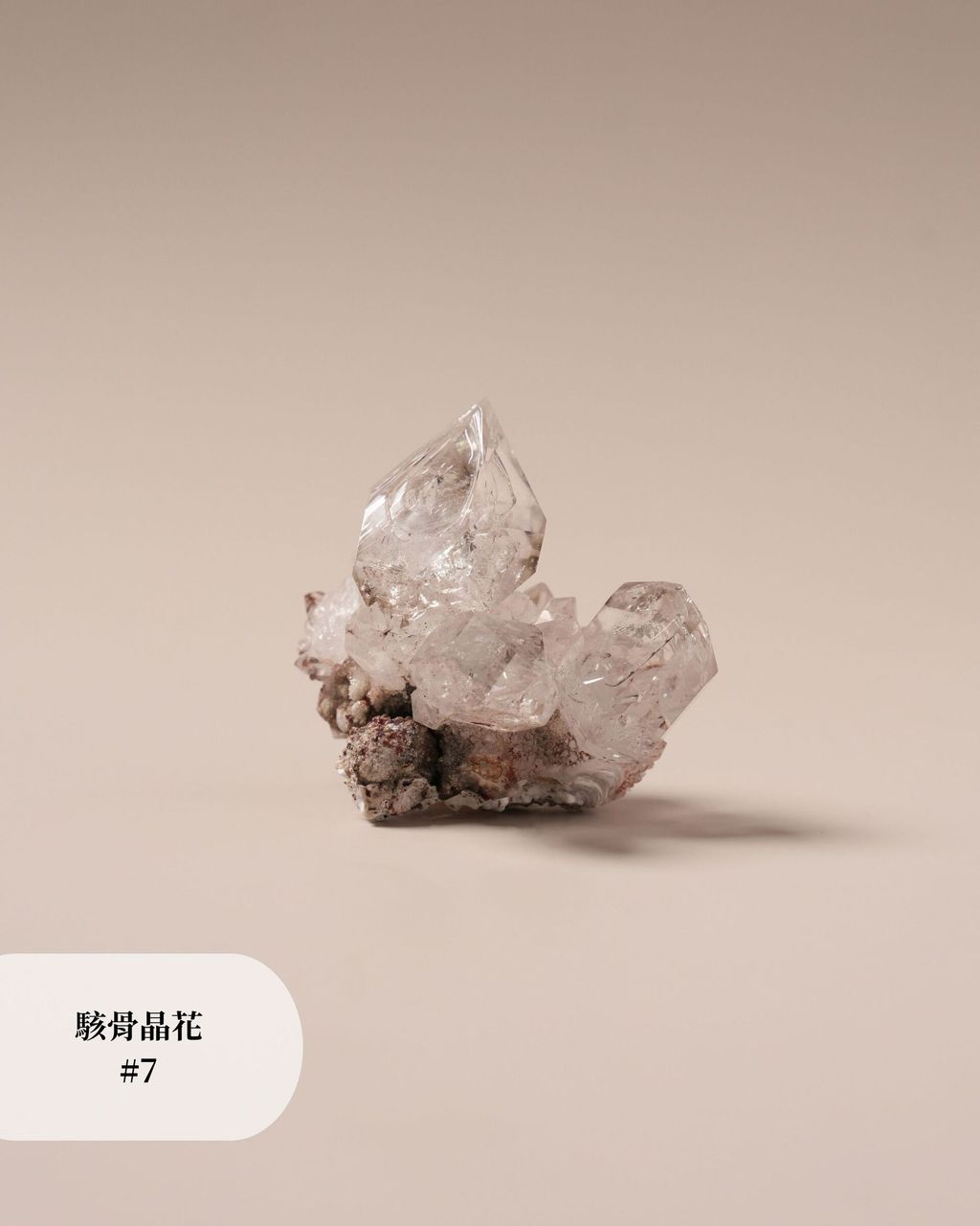 駭骨晶花 #7 (2)