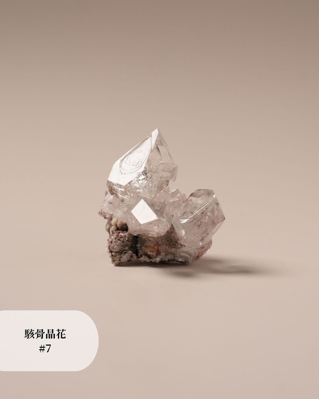駭骨晶花 #7