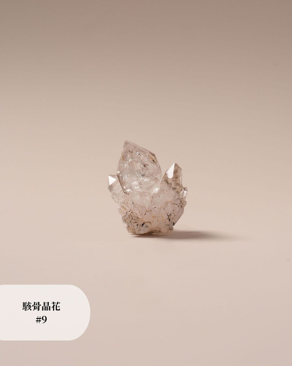 駭骨晶花 #9