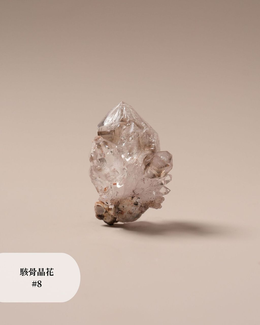 駭骨晶花 #8