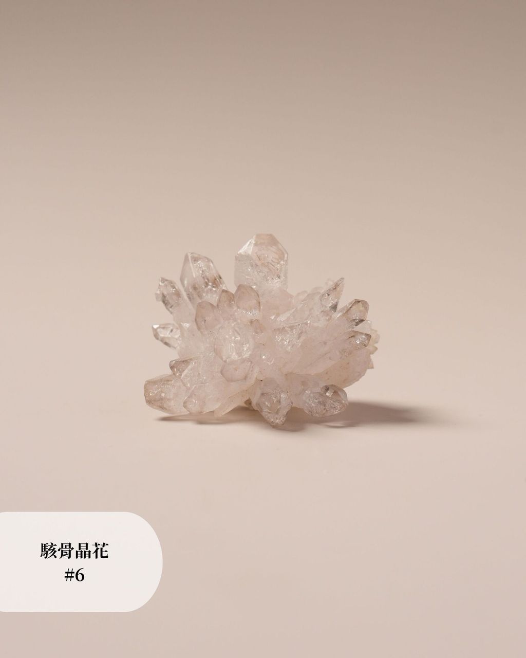 駭骨晶花 #6