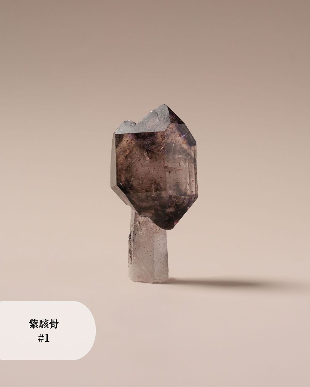 紫駭骨 #1