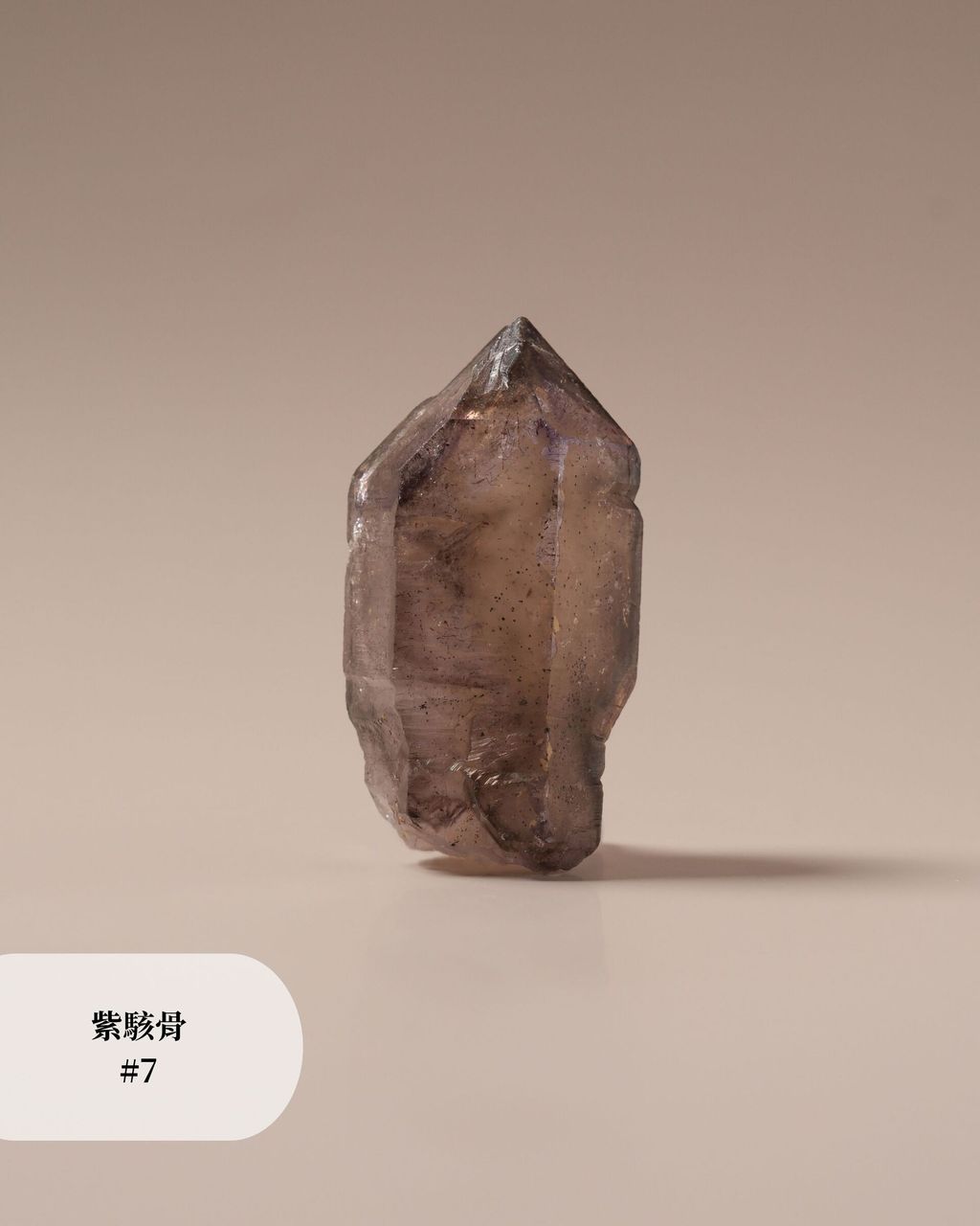 紫駭骨 #7