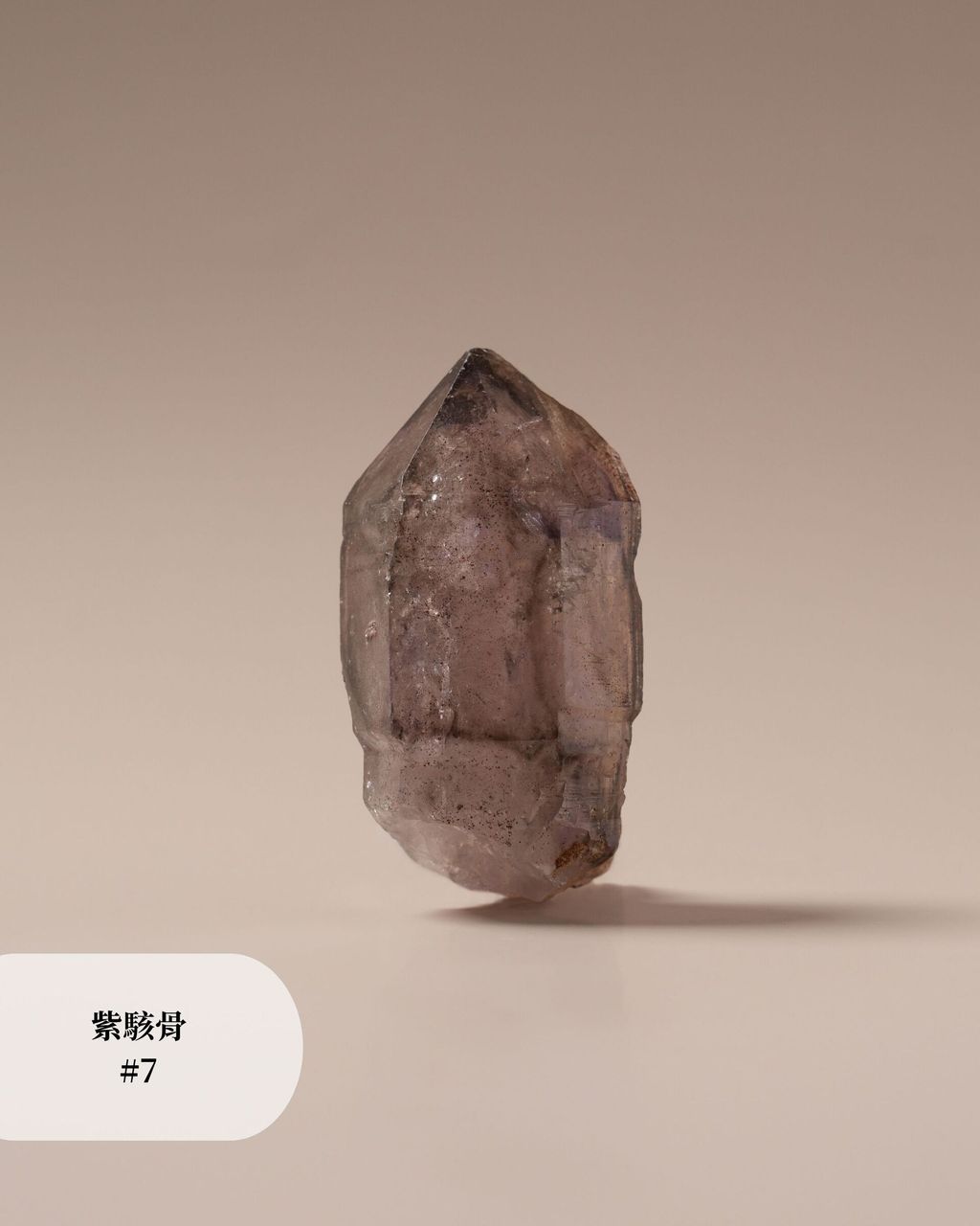 紫駭骨 #7 (2)