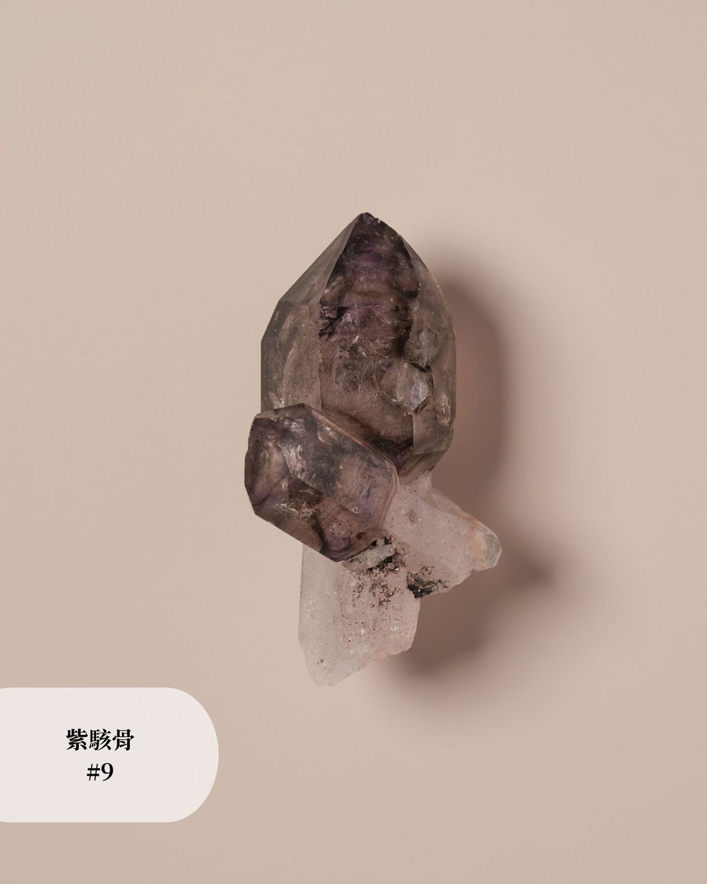 紫駭骨 #9 (2)
