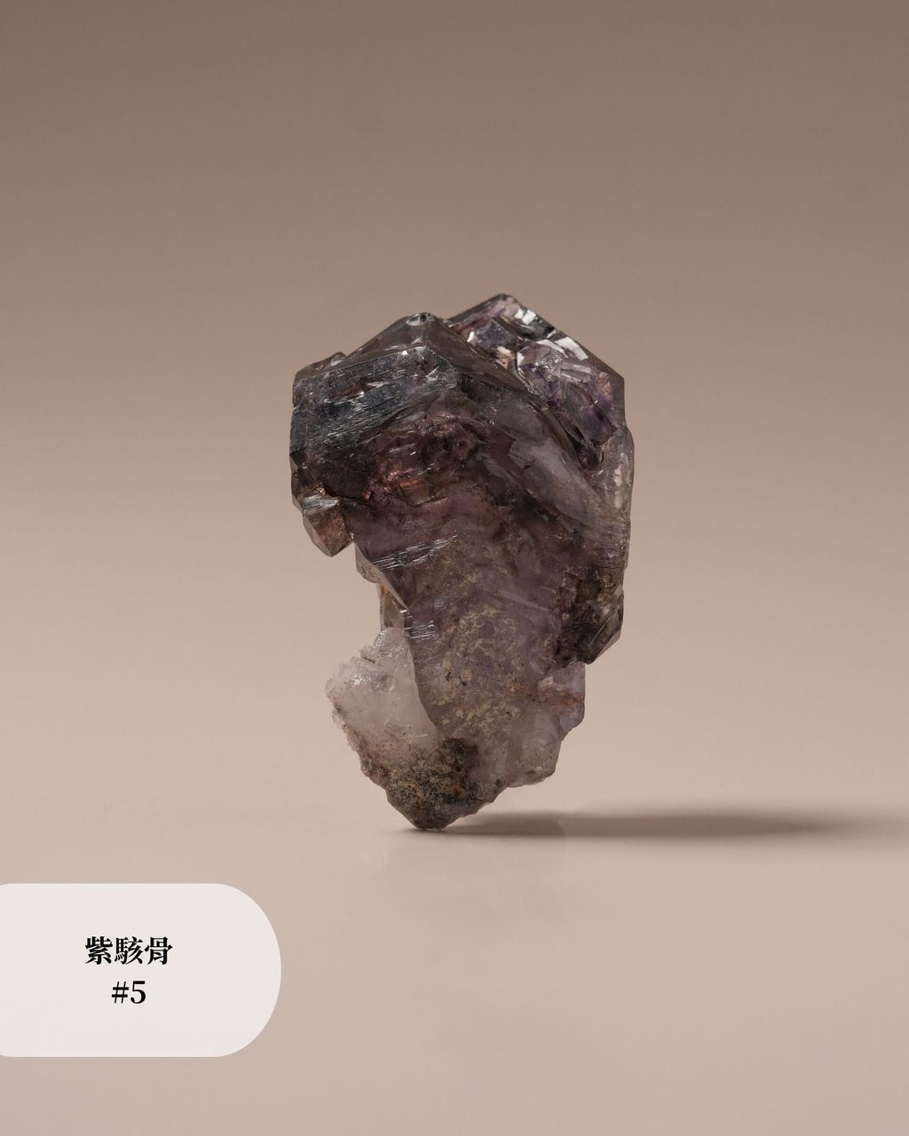 紫駭骨 #5