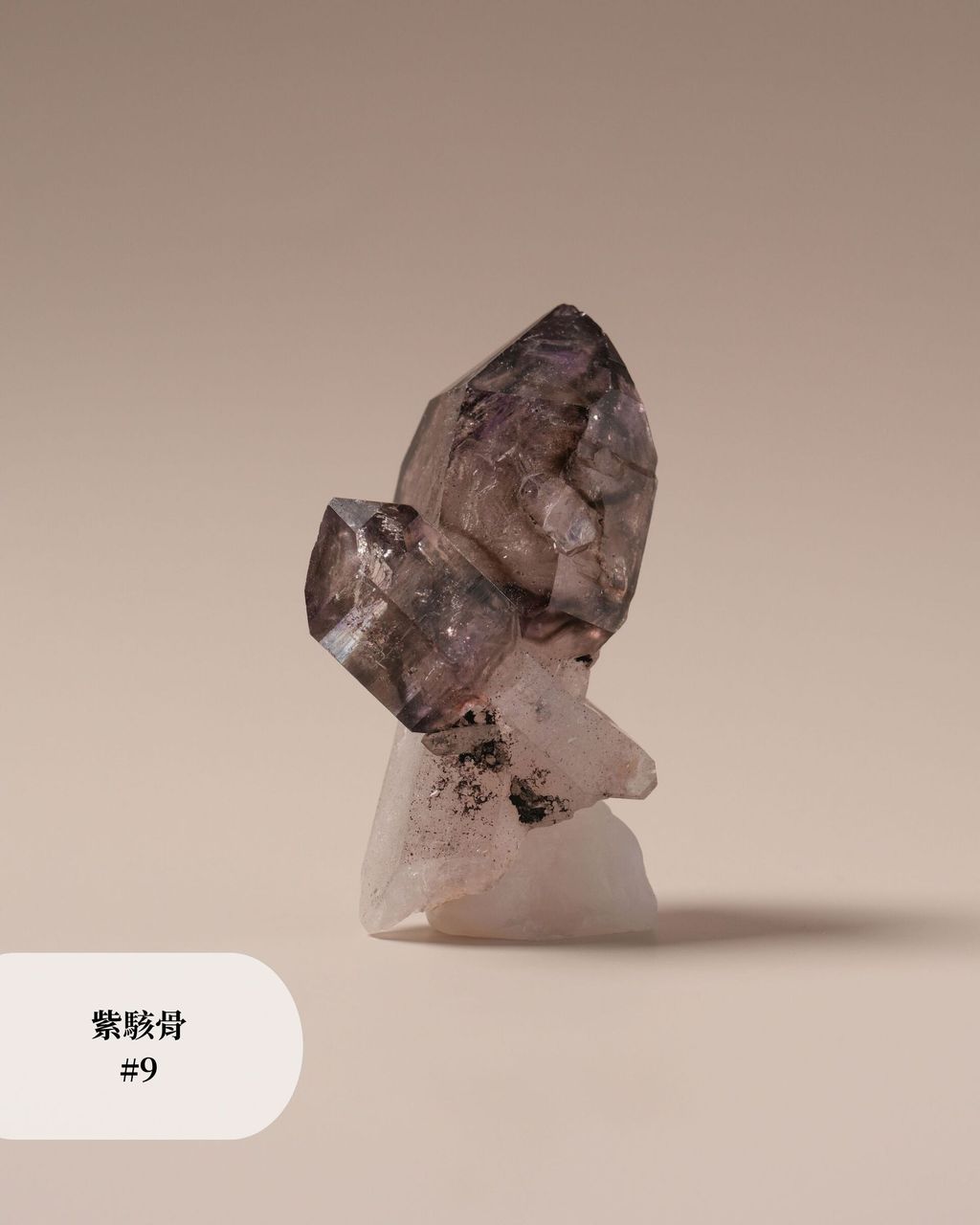 紫駭骨 #9