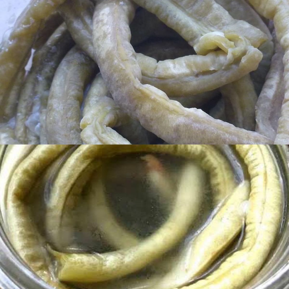 關於發酵與酸敗的二元之間