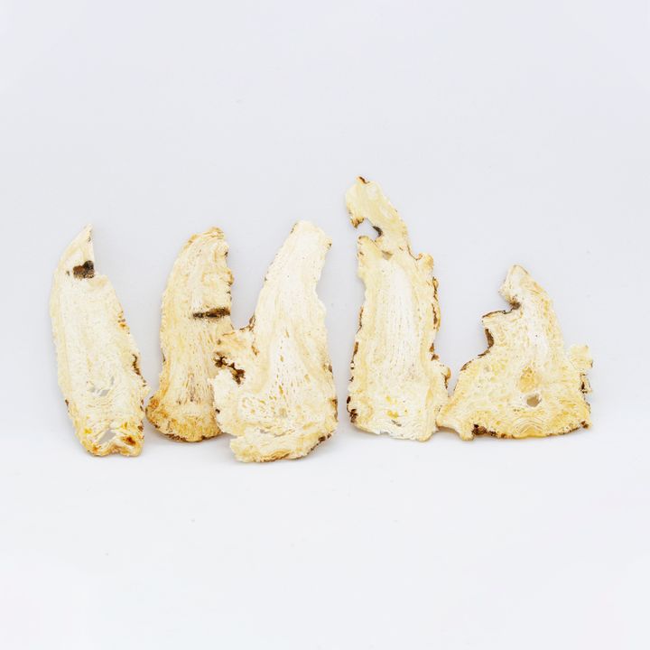 Angelica Head2.jpg