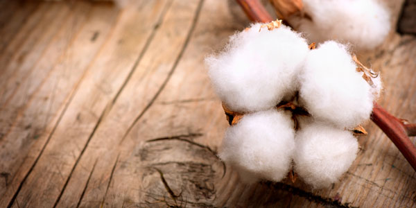 cotton.jpg cotton.jpg