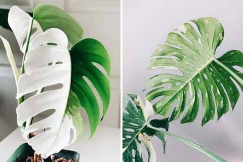 monstera-deliciosa-albo-variegata-on-thursd-foreverplanty-900x600