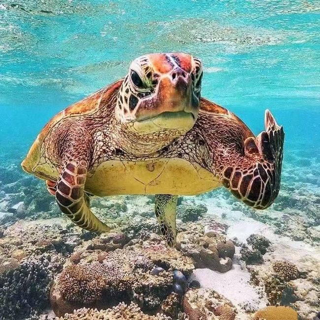 台湾精致商旅 | 台灣主題行程{定制包車}Taiwan Themed Tour {Customized Car Service} - 台灣離島攻略及行程