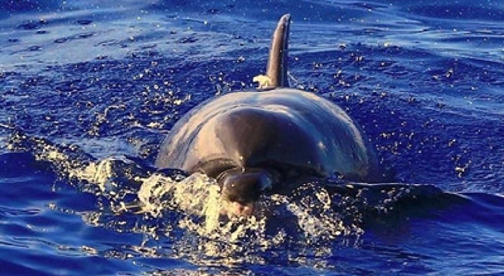 我们开放了.台湾准备好了