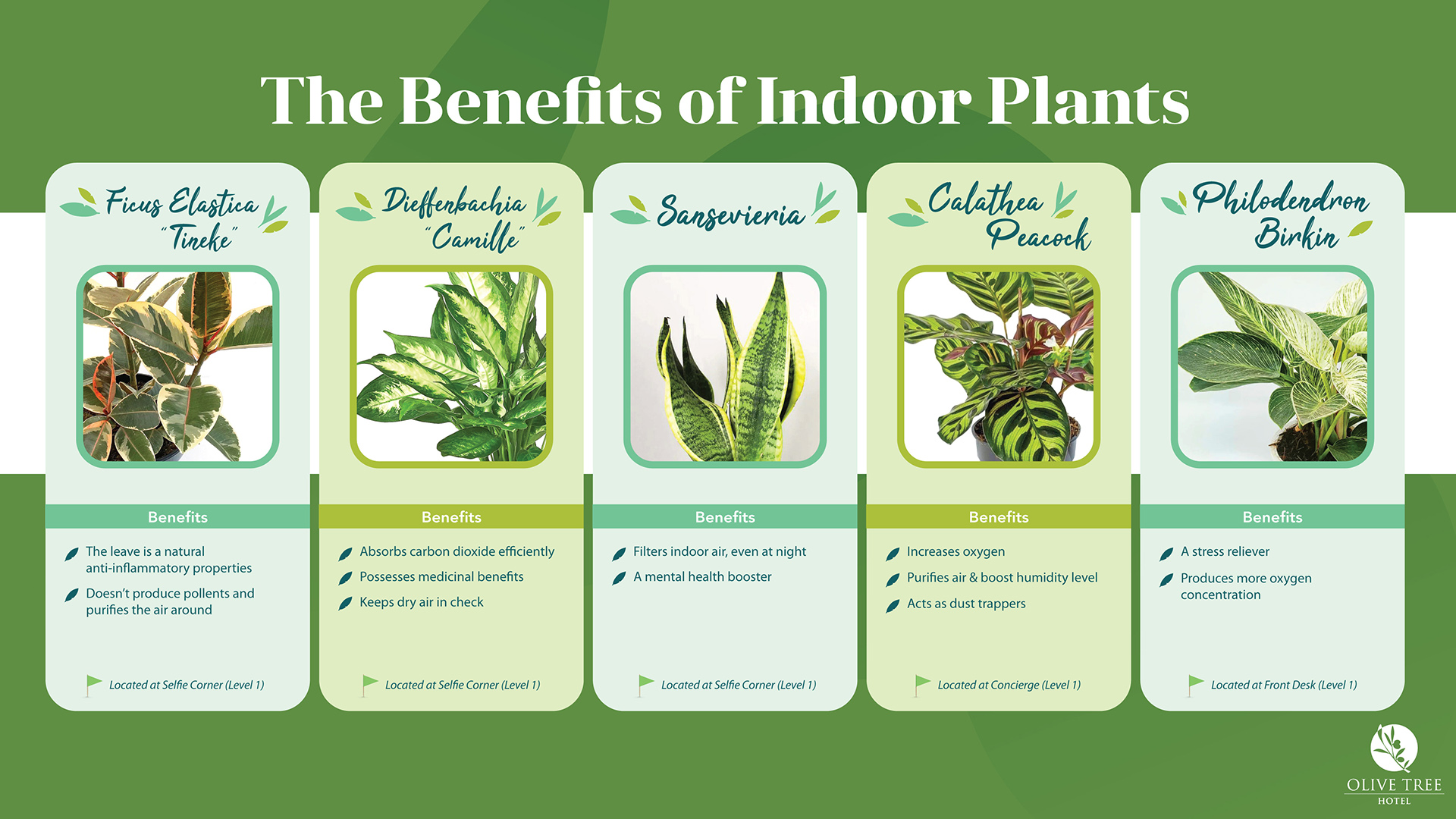 Indoor Plants Benefits TV & Web_R1-02