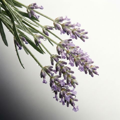 100perscent-hemei-botanical-lavender-dew