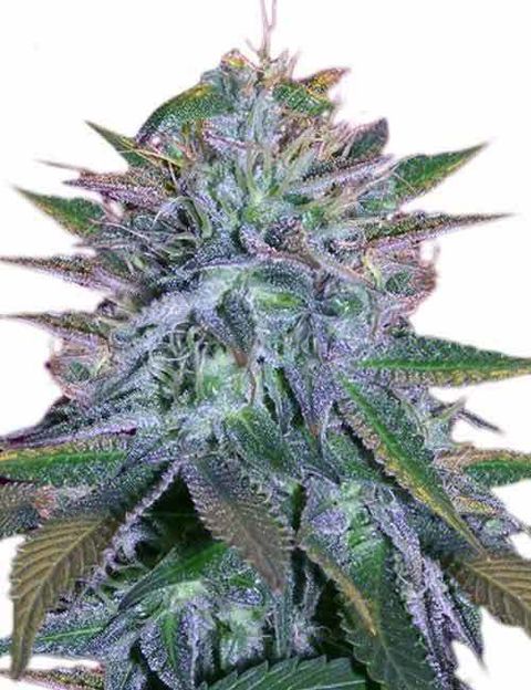 White-Widow-Marijuana-Seeds-1.jpg