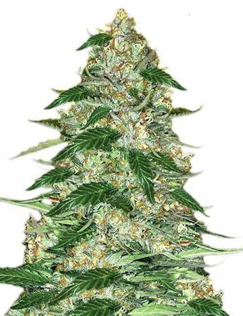 Northern-Lights-Marijuana-Seeds-1.jpg