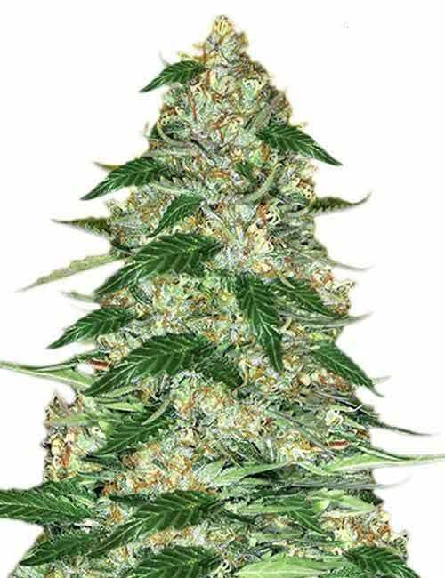 Northern-Lights-Marijuana-Seeds-1.jpg