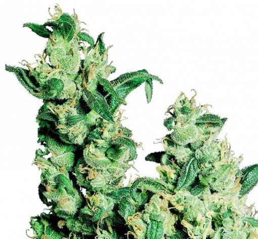 Jack-Herer-Marijuana-Seeds-1-510x473.jpg