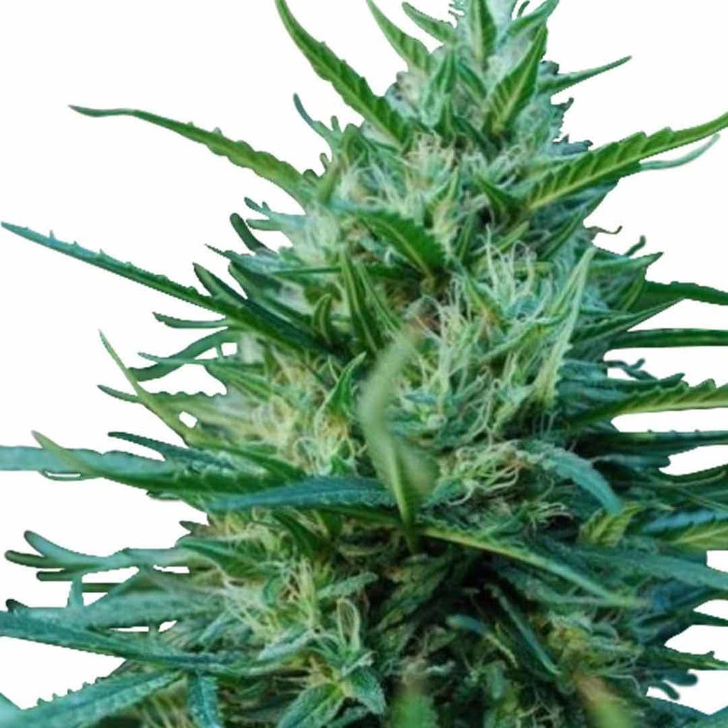 OG-Kush-Marijuana-Seeds-1.jpg