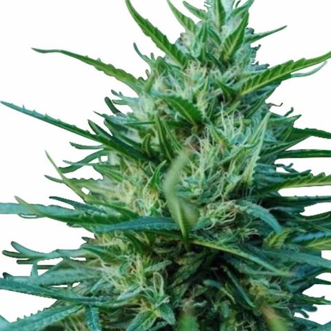 OG-Kush-Marijuana-Seeds-1.jpg