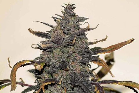 Malawi-Gold-Marijuana-Seeds-1024x682-1.jpg