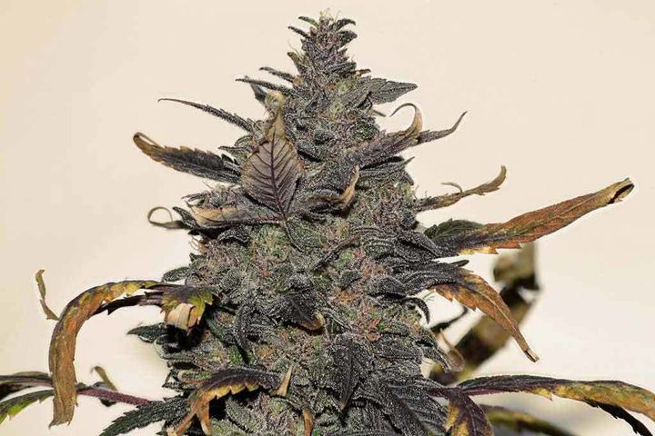 Malawi-Gold-Marijuana-Seeds-1024x682-1.jpg