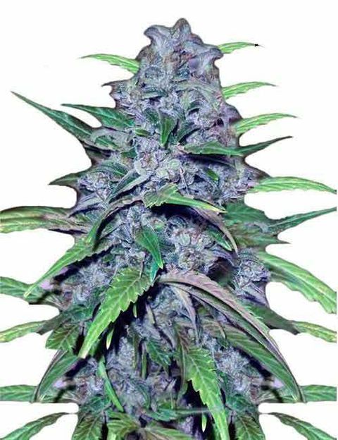 Dutch-Treat-Marijuana-Seeds-1.jpg