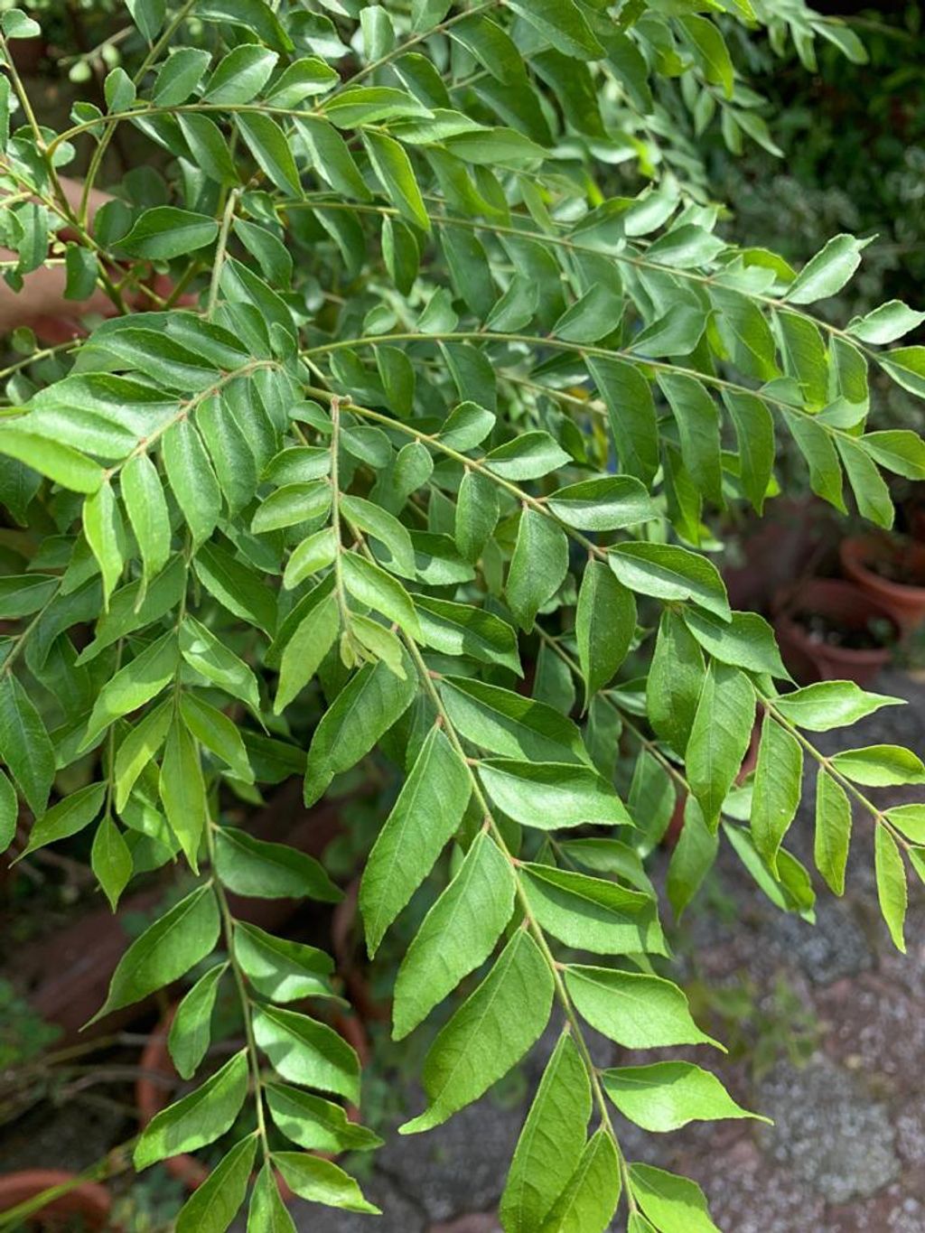 Curry Leaves only.jpeg