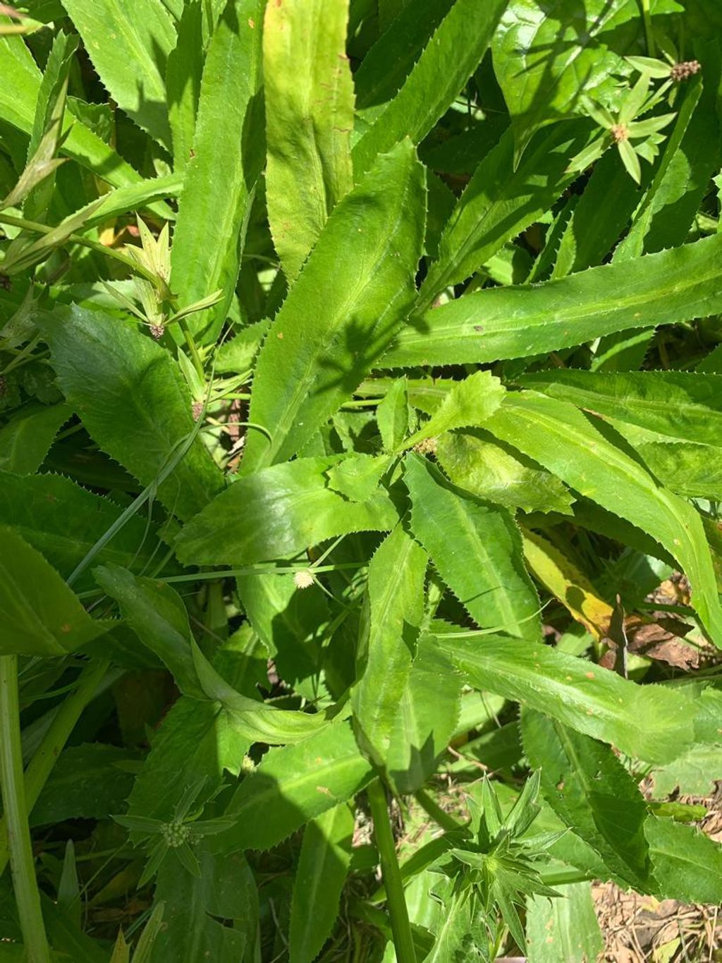 Sawtooth Coriander.jpeg