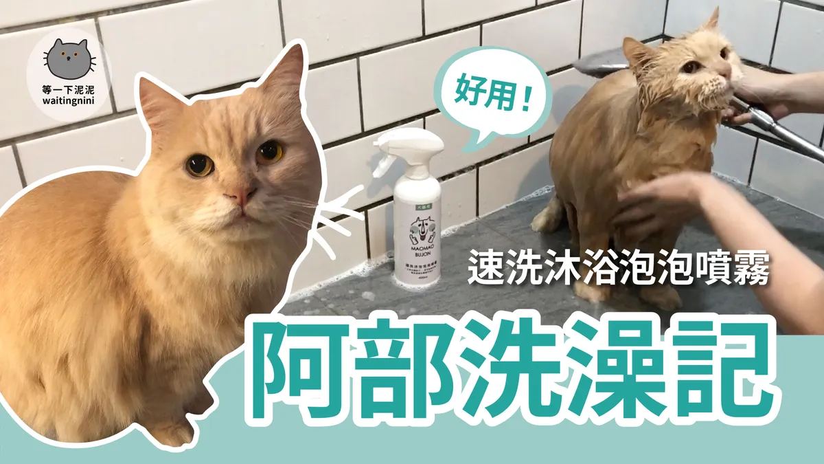 2020 阿部飼主推薦—解決貓咪討厭洗澡的洗毛精