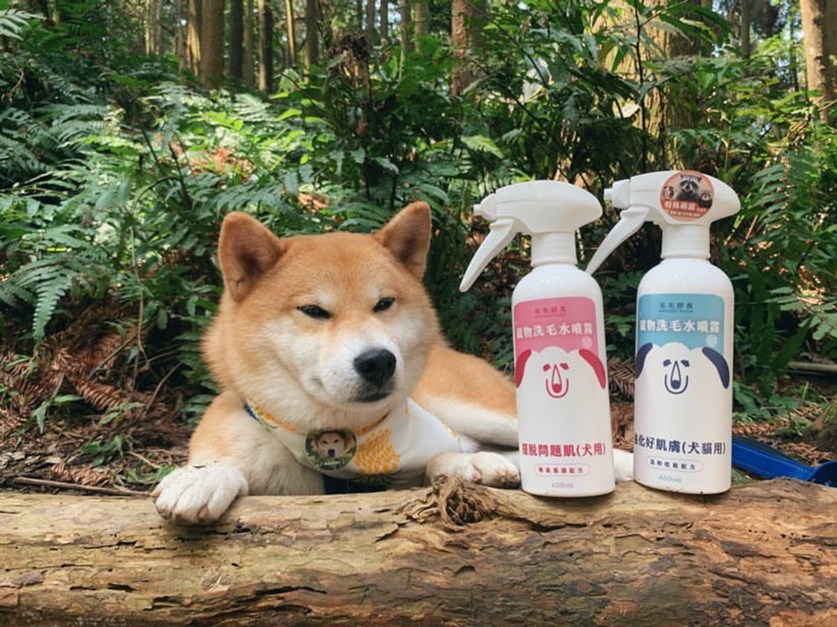【毛毛部長 | 寵物洗毛水噴霧推薦】跟班克一起來當快速洗澡的小狗勾