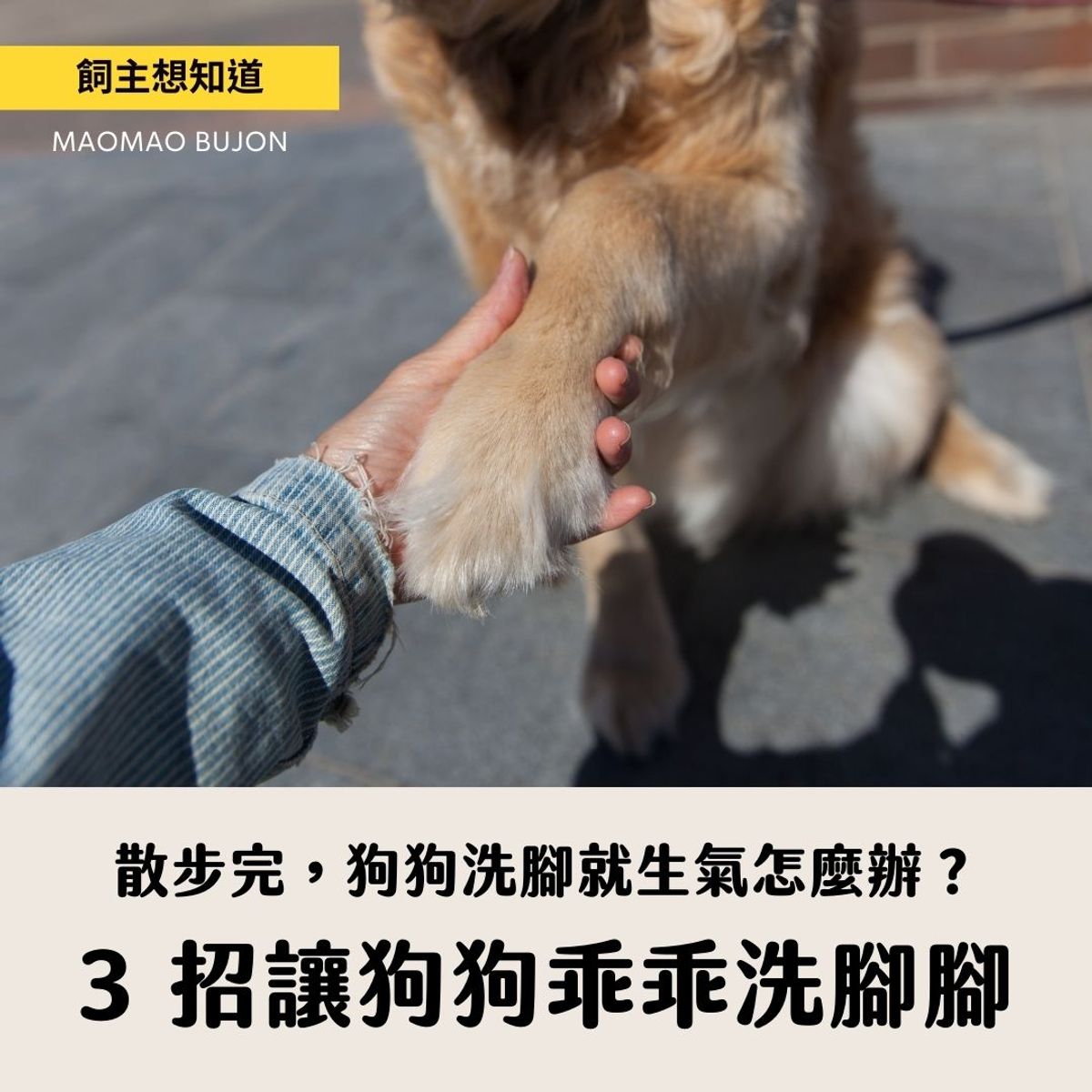 狗狗一洗腳就咬人?3 招讓狗狗乖乖洗腳腳
