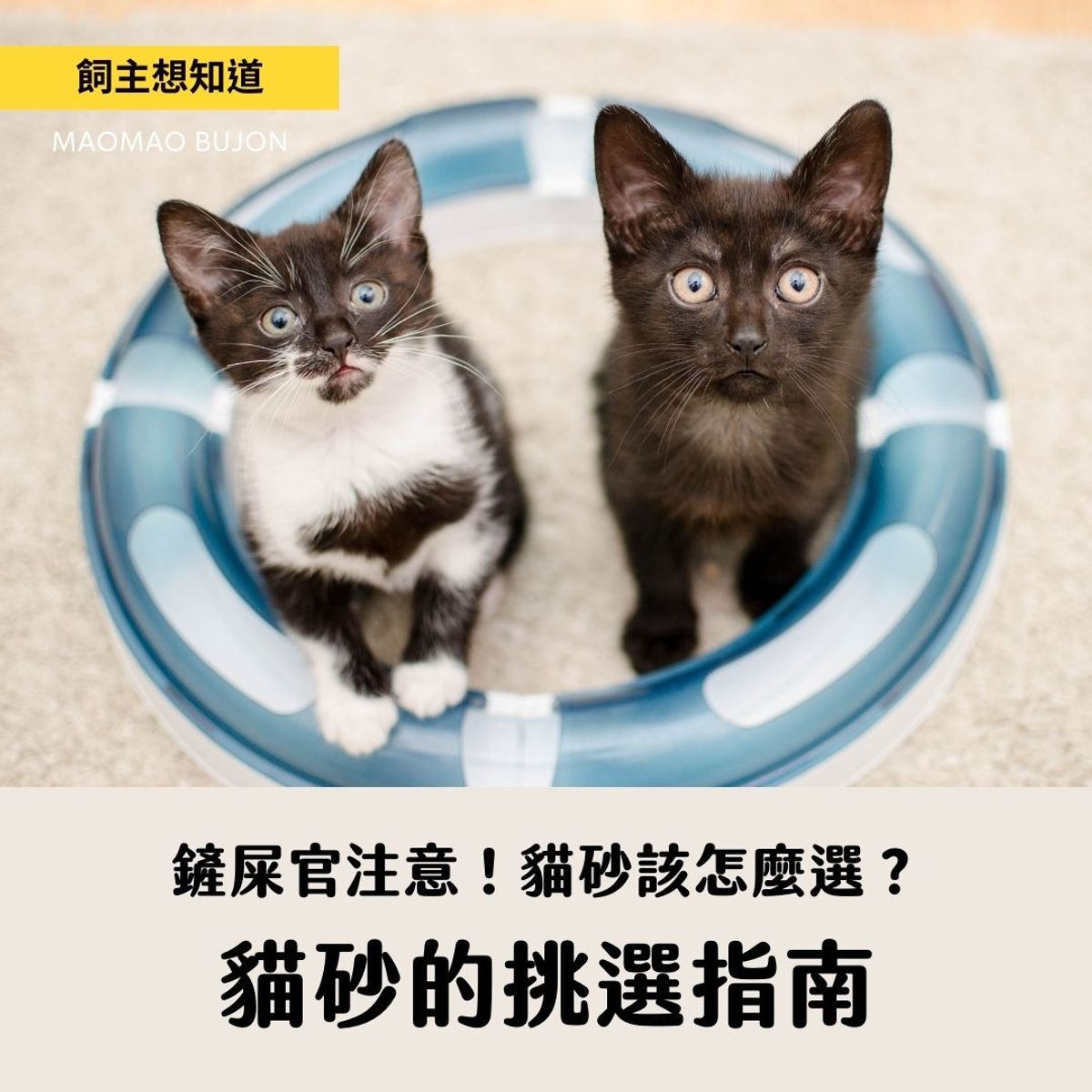 貓砂的挑選指南
