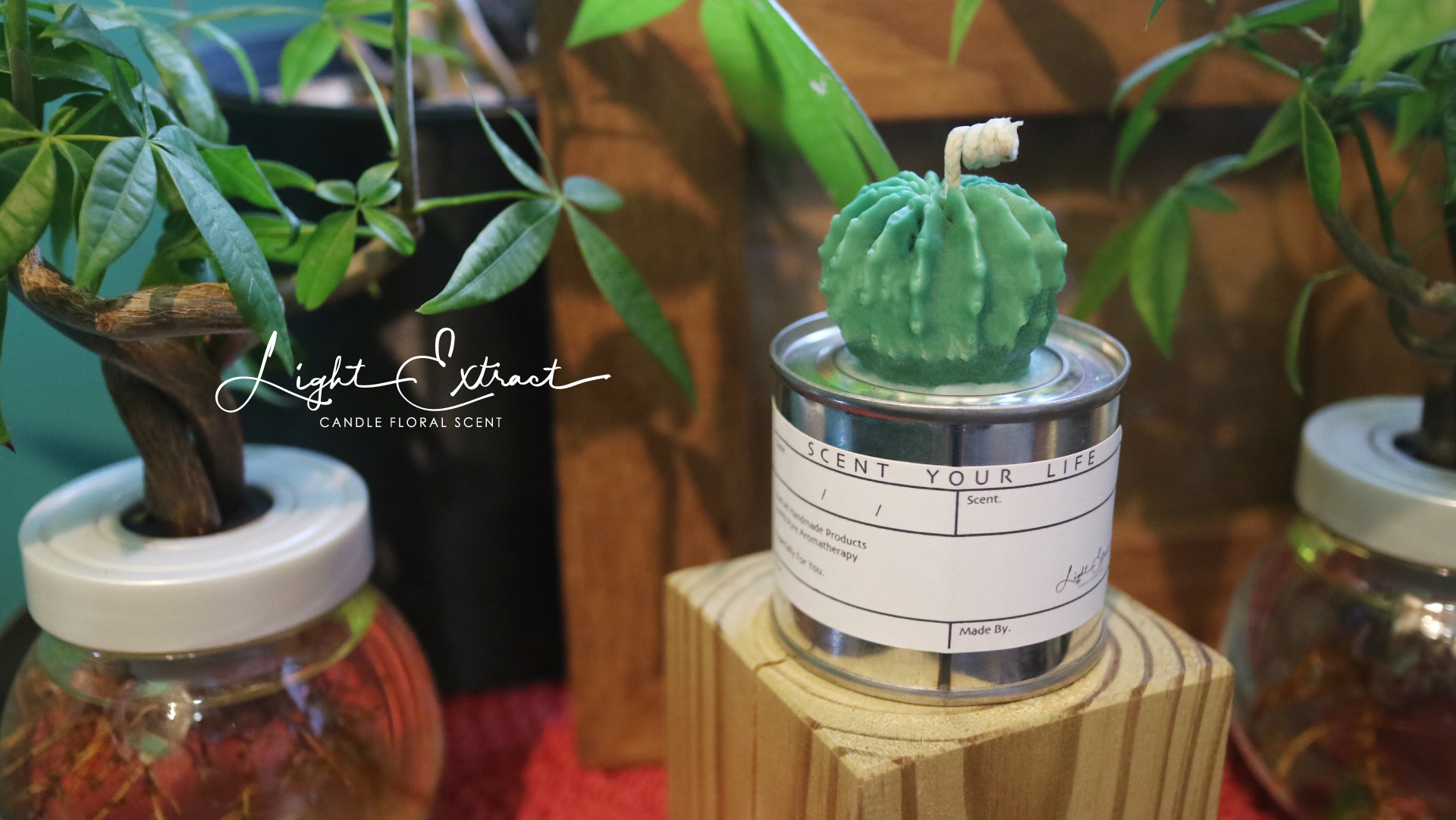 仙人掌蠟燭.jpg 仙人掌蠟燭.jpg