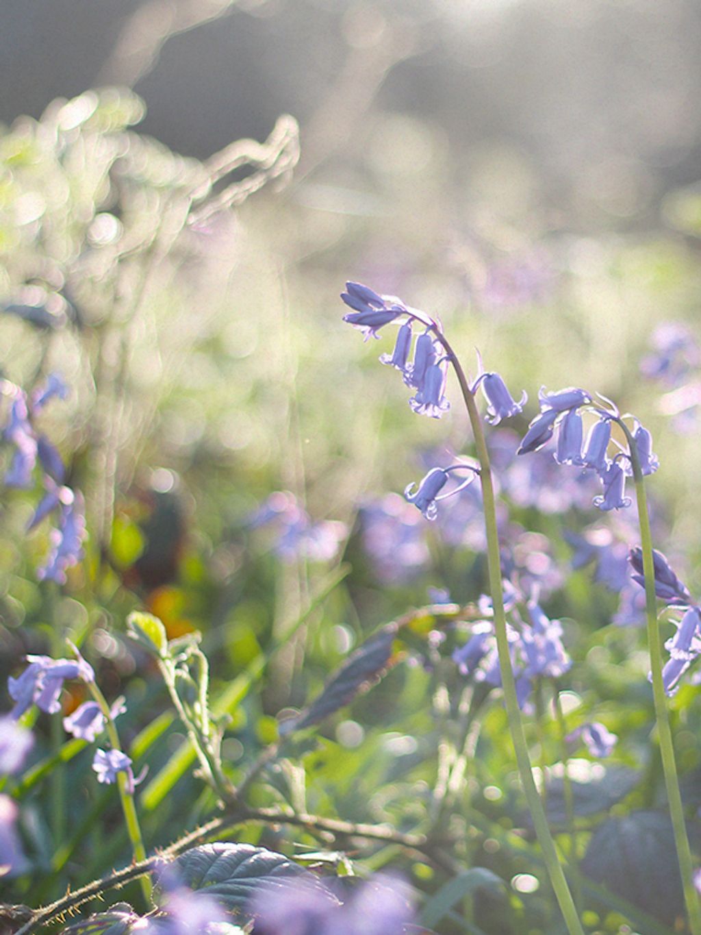 wild bluebell.jpeg