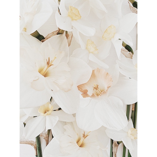 CW原裝瓶｜香精］- No.7 水仙花Narcissus 100ml – 植民地- 花藝設計