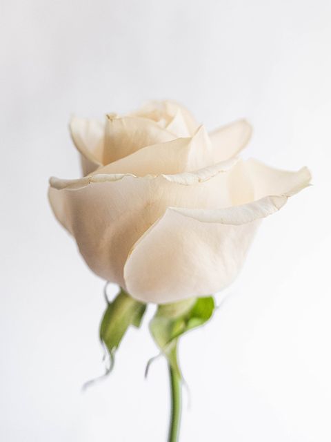 white rose