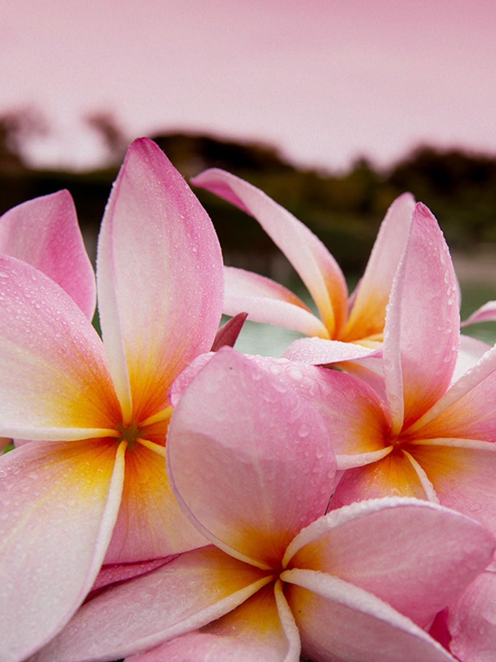 plumeria