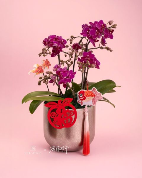 2026新年蘭花_赤驥・有餘 2