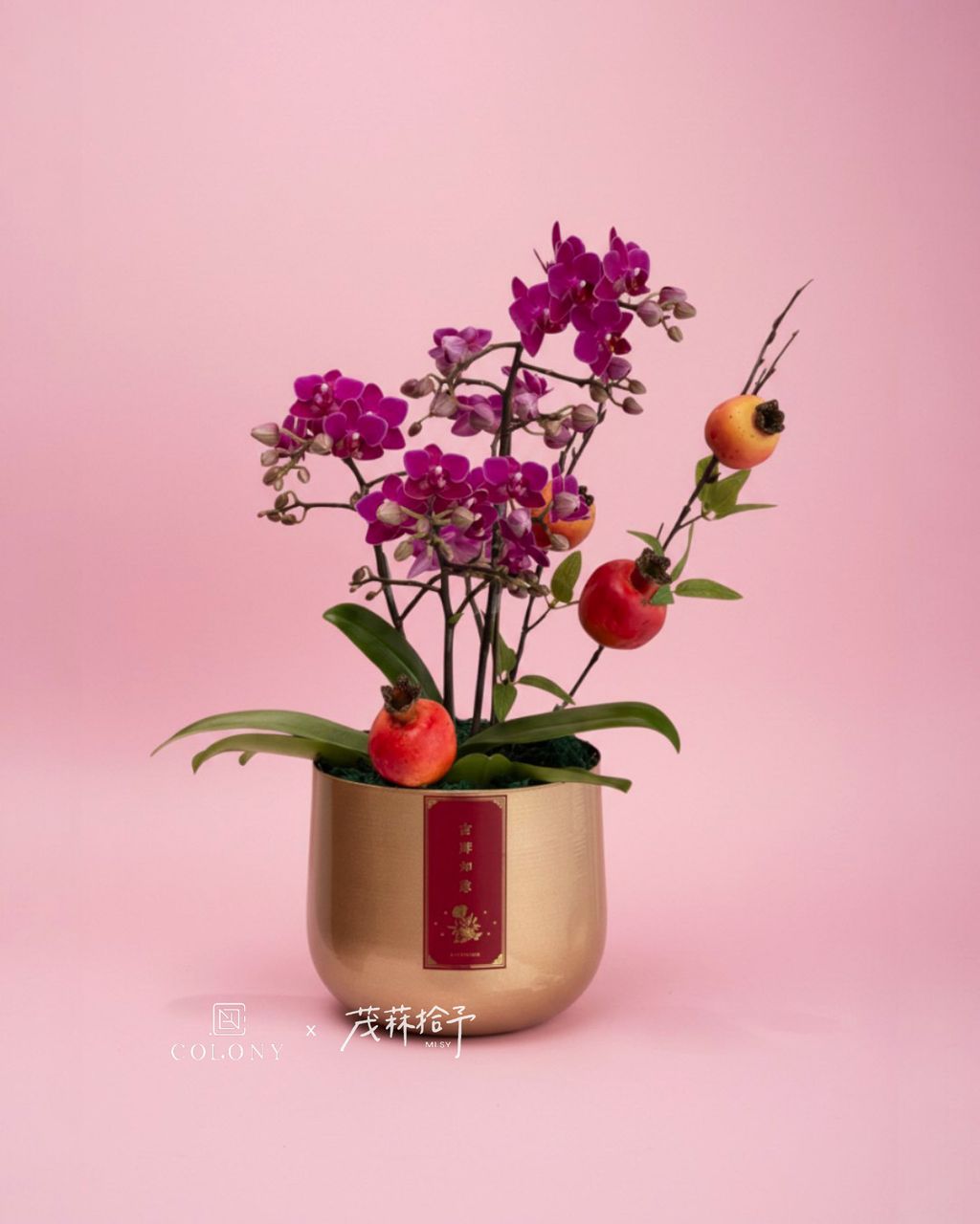 2026春節蘭花_赤驥・碩果 2